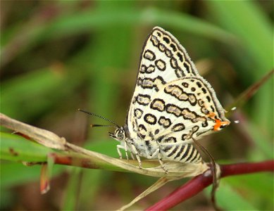 Apharitis lilacinus Moore, 1884 – Lilac Silverline photo