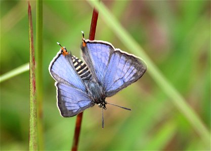 Apharitis lilacinus Moore, 1884 – Lilac Silverline photo