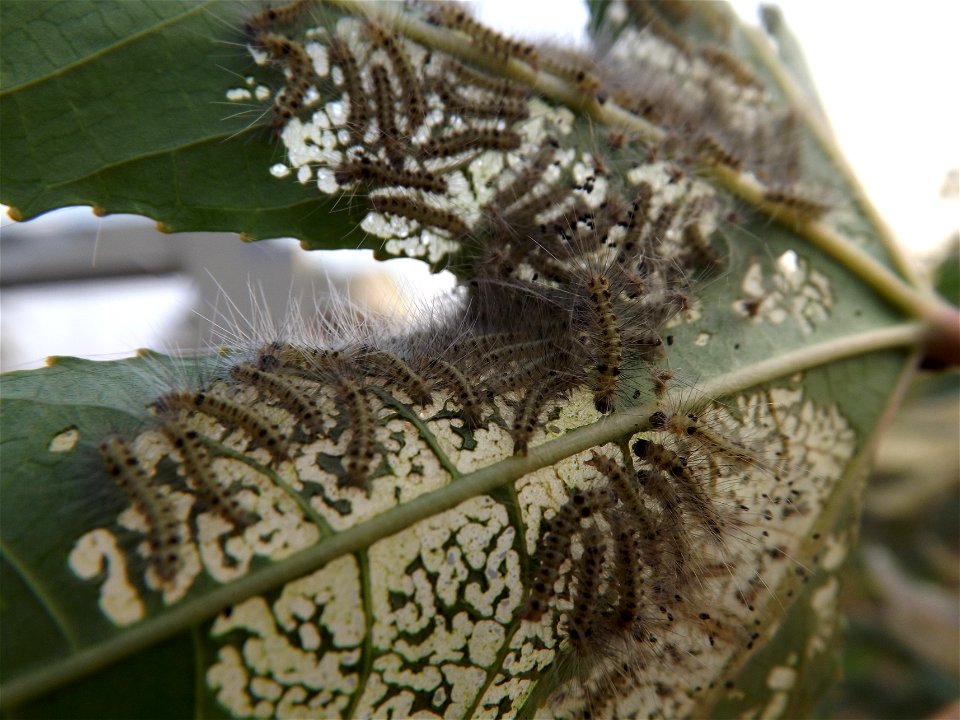 Young larvae of Olepa schleini feeding on Ricinus communis (castor oil plant), 9.2017, Glilot, Israel