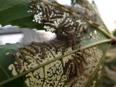 Young larvae of Olepa schleini feeding on Ricinus communis (castor oil plant), 9.2017, Glilot, Israel