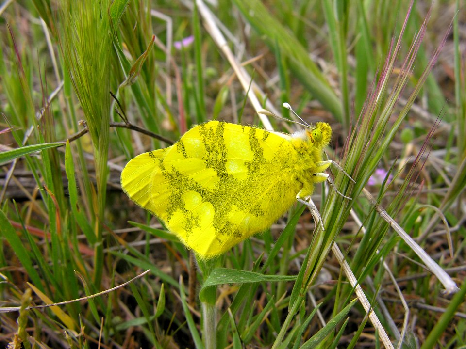 Zegris eupheme (Pieridae), Rivas Vaciamadrid, Madrid, España.