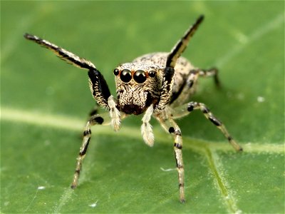 Female Zygoballus rufipes jumping spider found in northern Laurens County, South Carolina. photo