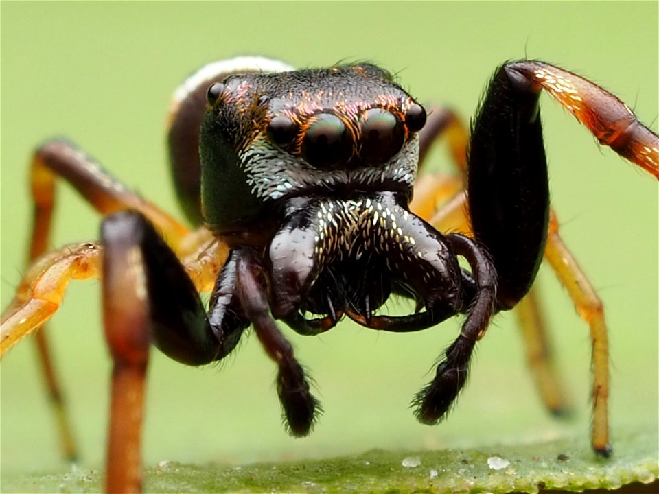 Adult male Zygoballus rufipes jumping spider in West Virginia