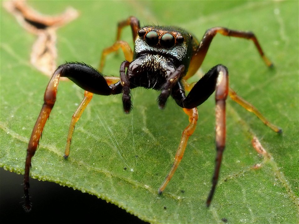 Adult male Zygoballus rufipes jumping spider in West Virginia