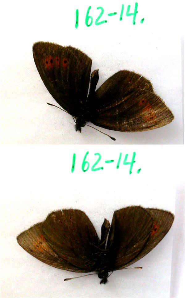 FRANCE.  Languedoc, Ariege 09, Ustou, Etang de la Hillette,    <a href="http://nymphalidae.utu.fi/story.php?code=NW162-14" rel="nofollow">see in our database</a>
