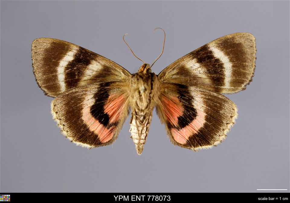 Yale Peabody Museum, Entomology Division
Catalog #: YPM ENT 778073
Taxon: Catocala cara Guenee (ventral)
Family: Erebidae
Taxon Remarks: Animals and Plants: Invertebrates - Insects
Collector: Thomas R