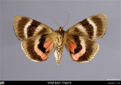 Yale Peabody Museum, Entomology Division Catalog #: YPM ENT 778073 Taxon: Catocala cara Guenee (ventral) Family: Erebidae Taxon Remarks: Animals and Plants: Invertebrates - Insects Collector: Thomas R photo