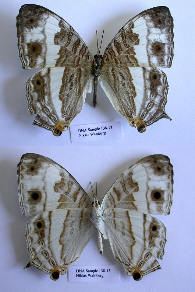 VIETNAM.   Cuc Phuong NP,   Exemplar,  <a href="http://nymphalidae.utu.fi/story.php?code=NW138-13" rel="nofollow">see in our database</a>