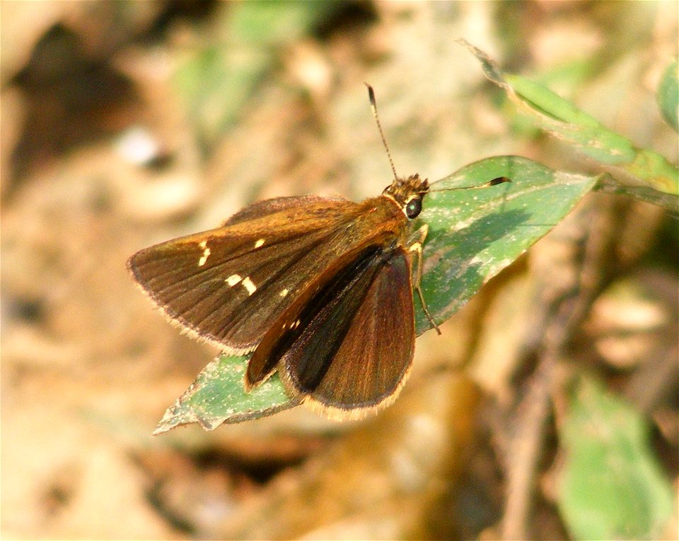 Vindhyan Bob - Arnetta vindhiana