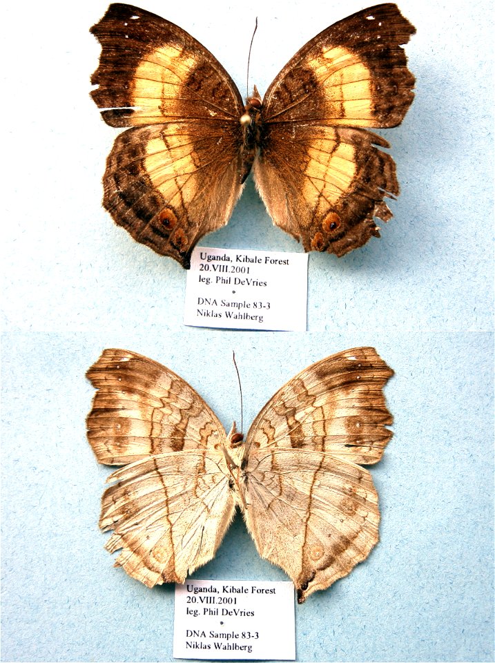 UGANDA.  Kibale Forest,  JEB 2007,   <a href="http://nymphalidae.utu.fi/story.php?code=NW83-3" rel="nofollow">see in our database</a>