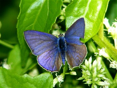 Pointed Ciliate Blue (Anthene lycaenina)_male photo