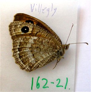 FRANCE. Aude, Villegly, PRS 2009, ZS 2010, Exemplar, <a href="http://nymphalidae.utu.fi/story.php?code=NW162-21" rel="nofollow">see in our database.</a> photo