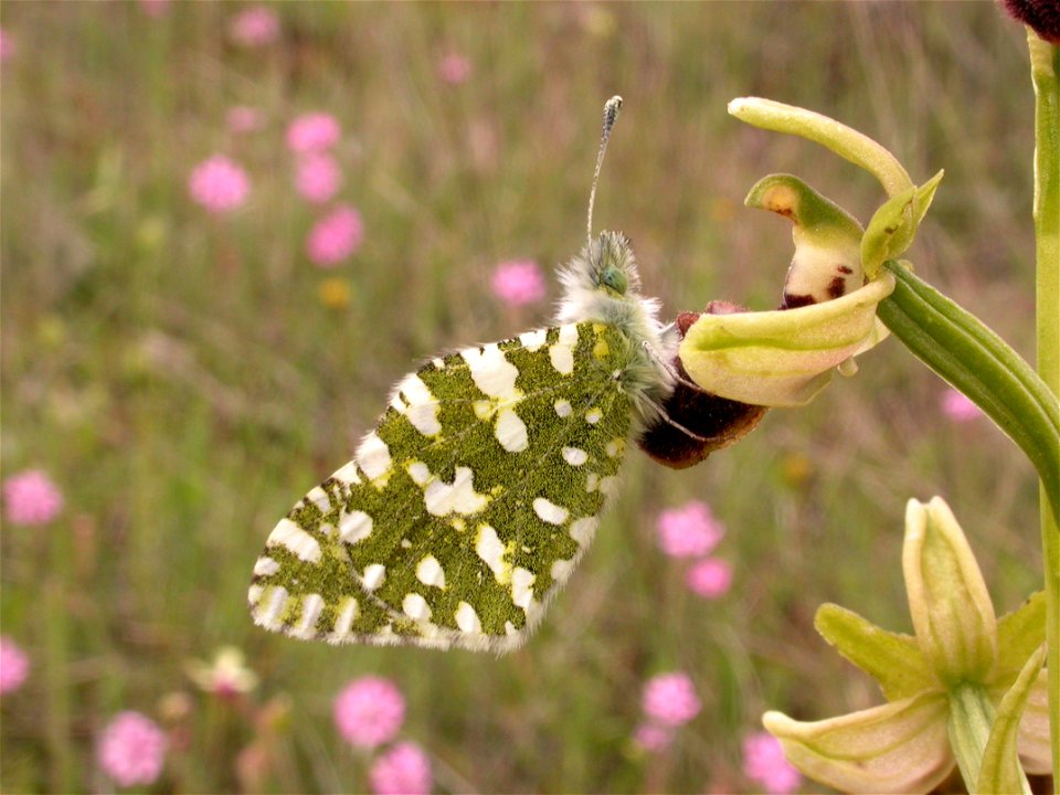 Euchloe crameri (Pieridae), Rivas Vaciamadrid, España