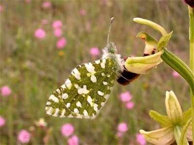Euchloe crameri (Pieridae), Rivas Vaciamadrid, España