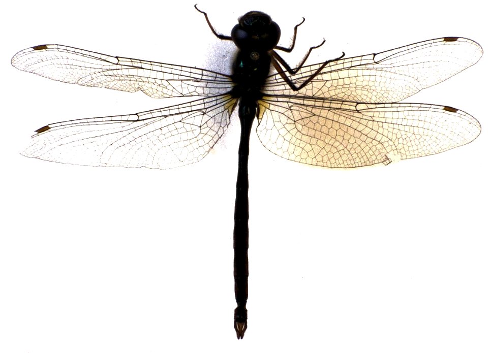 adult male Antipodochlora braueri