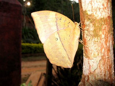 Southern Duffer butterfly photographed from Siruvani area photo