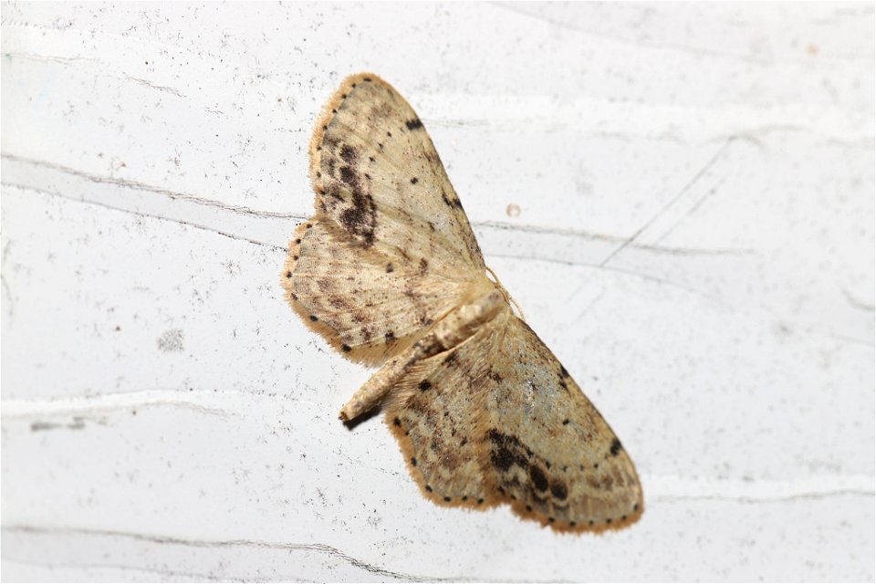 Single-dotted Wave (Idaea dimidiata)