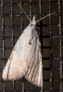 Sorghum Webworm Moth (Nola cereella)