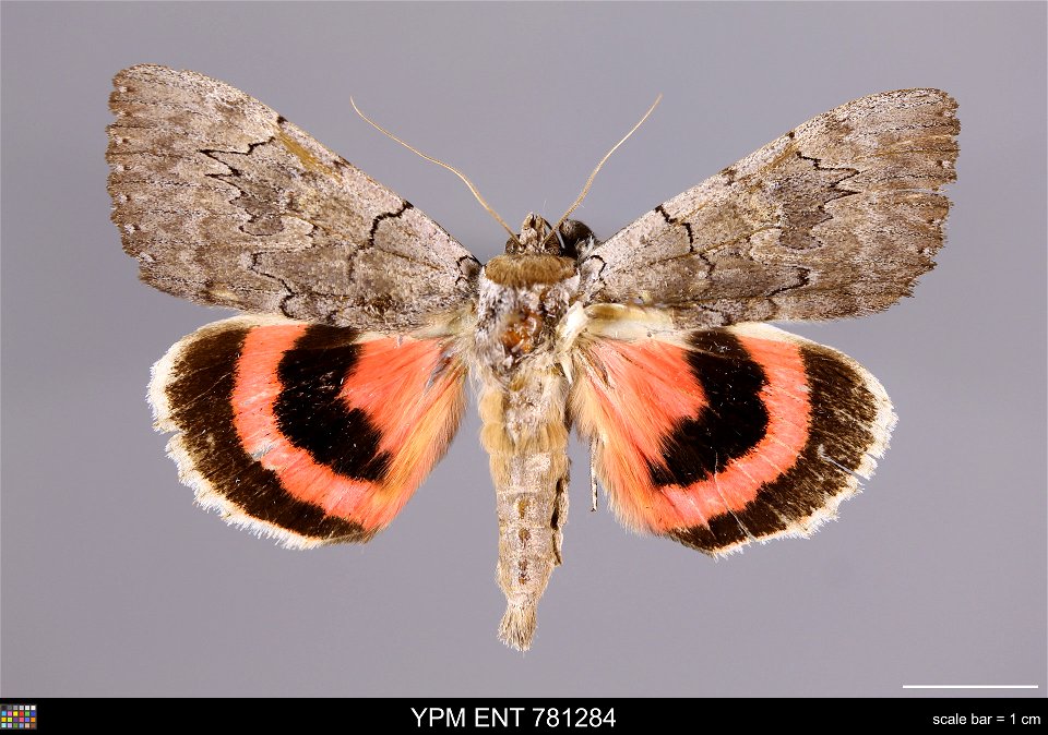 Yale Peabody Museum, Entomology Division
Catalog #: YPM ENT 781284
Taxon: Catocala concumbens Walker
Family: Erebidae
Taxon Remarks: Animals and Plants: Invertebrates - Insects
Collector:
Date: 1979-0