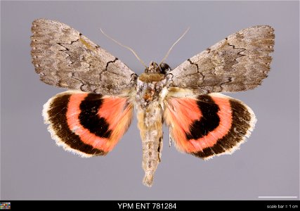 Yale Peabody Museum, Entomology Division Catalog #: YPM ENT 781284 Taxon: Catocala concumbens Walker Family: Erebidae Taxon Remarks: Animals and Plants: Invertebrates - Insects Collector: Date: 1979-0 photo