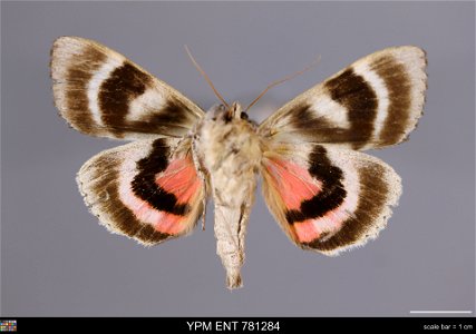 Yale Peabody Museum, Entomology Division
Catalog #: YPM ENT 781284
Taxon: Catocala concumbens Walker (ventral)
Family: Erebidae
Taxon Remarks: Animals and Plants: Invertebrates - Insects
Collector:
Da