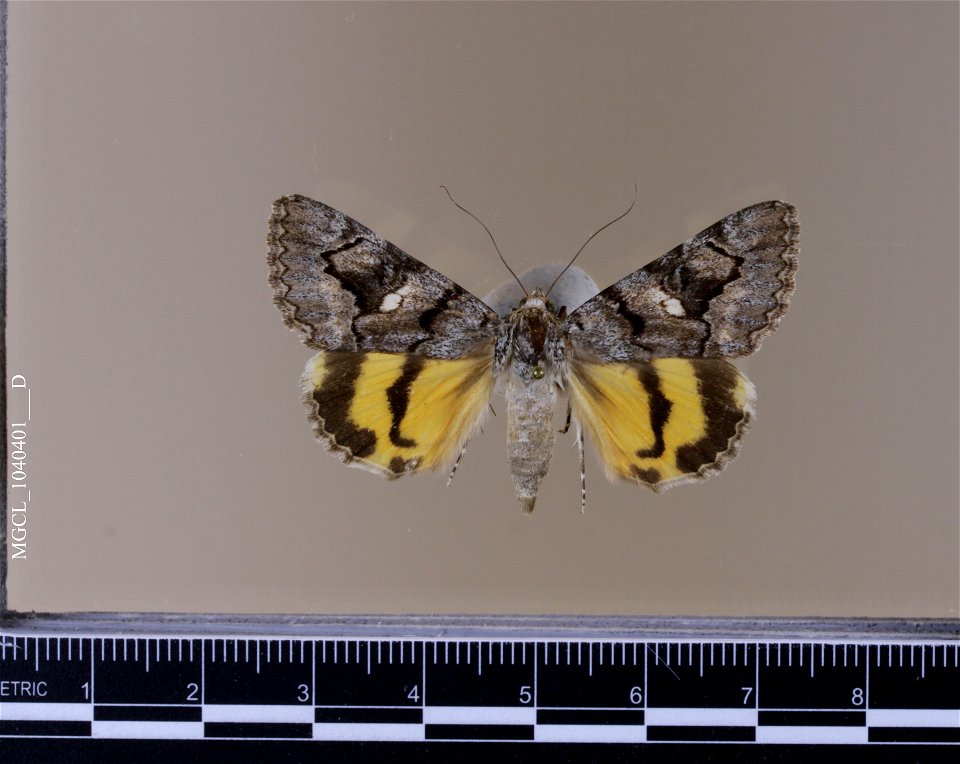 Florida Museum of Natural History, McGuire Center for Lepidoptera and Biodiversity
Catalog #: MGCL_1040401
Taxon: Catocala californiensis Brower, 1976 (dorsal)

Family: Erebidae