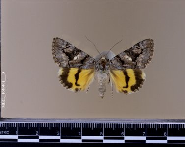 Florida Museum of Natural History, McGuire Center for Lepidoptera and Biodiversity
Catalog #: MGCL_1040401
Taxon: Catocala californiensis Brower, 1976 (dorsal)

Family: Erebidae