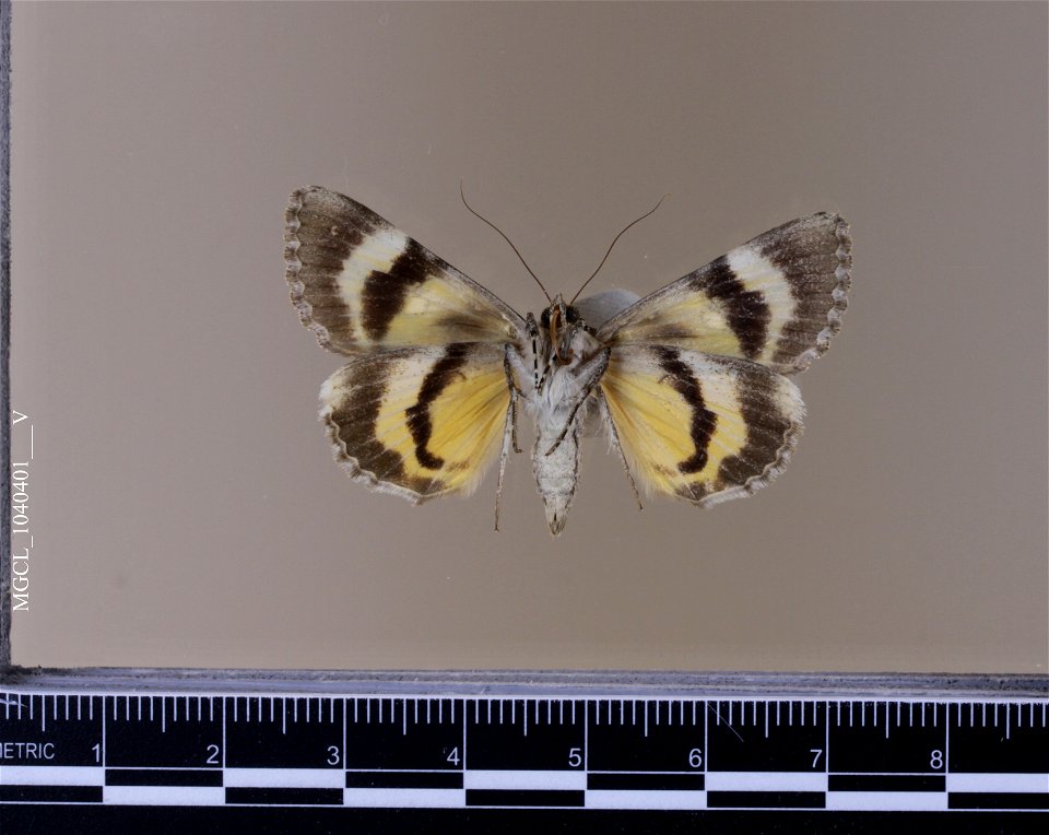 Florida Museum of Natural History, McGuire Center for Lepidoptera and Biodiversity
Catalog #: MGCL_1040401
Taxon: Catocala californiensis Brower, 1976 (ventral)

Family: Erebidae