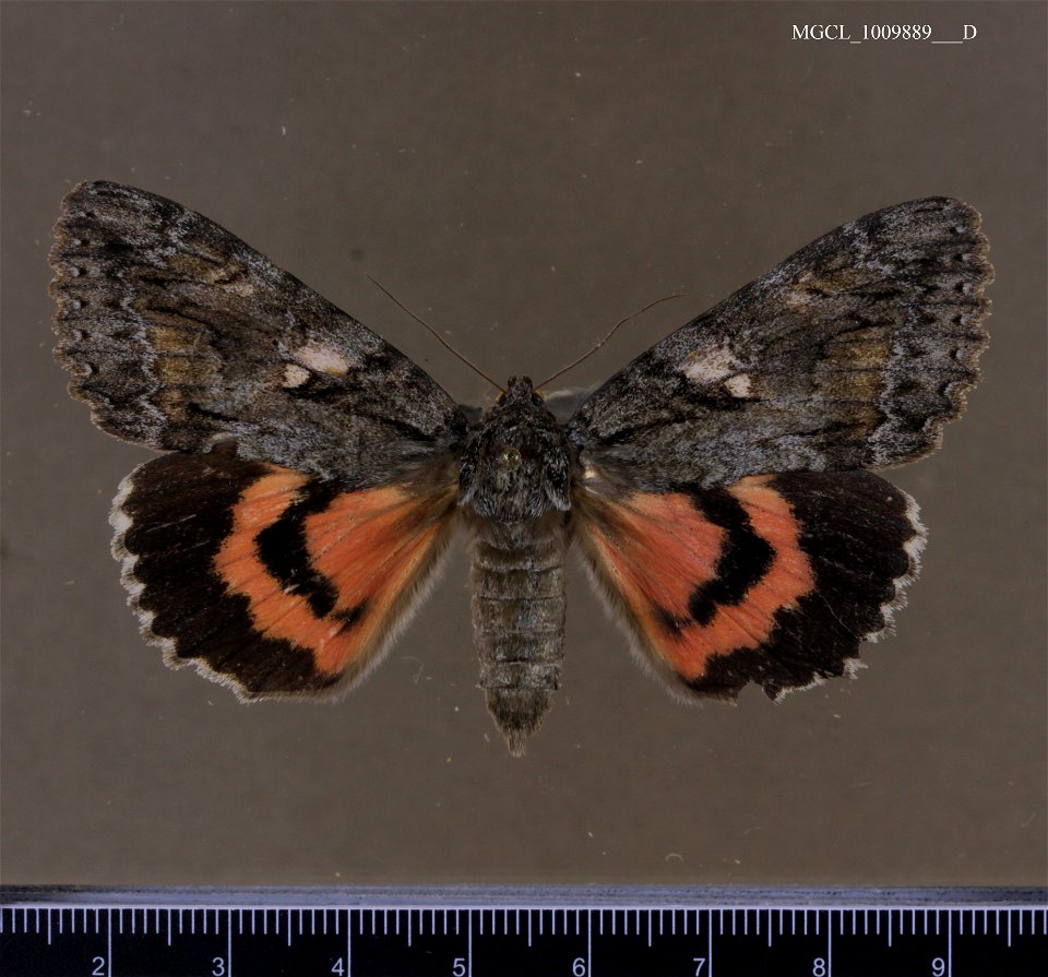 Florida Museum of Natural History, McGuire Center for Lepidoptera and Biodiversity
Catalog #: MGCL_1009889
Taxon: Catocala aholibah Strecker, 1874 (dorsal)
Family: Erebidae
Collector: Dickel, Terhune 