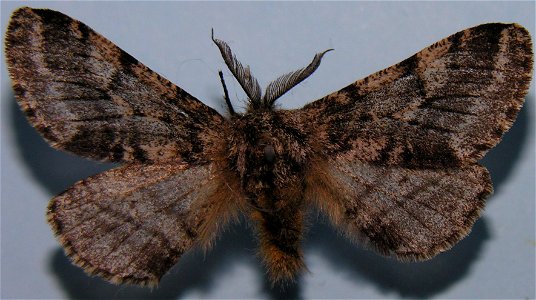 Lycia hirtaria (male) (01)