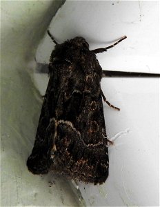 Straw Underwing moth photo