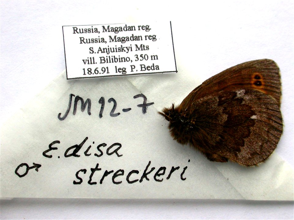 RUSSIA.  Magadan reg., S. Anjuiskyi Mts, vill. Bilibino, 350m,    <a href="http://nymphalidae.utu.fi/story.php?code=JM12-7" rel="nofollow">see in our database</a>