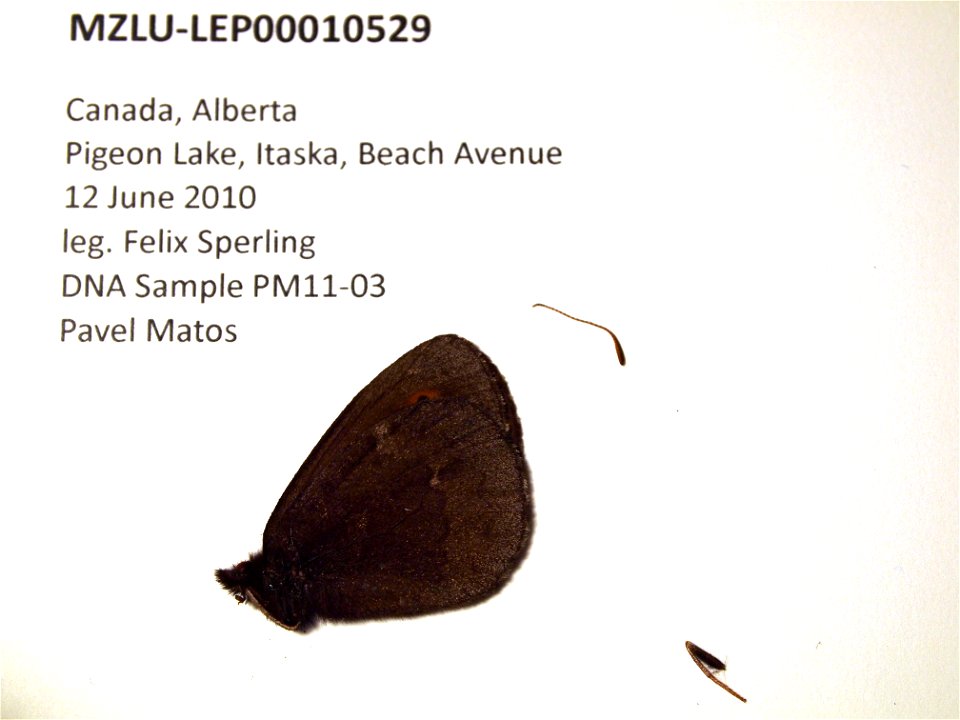 Canada. Alberta, Pigeon Lake, Itaska, Beach Avenue.