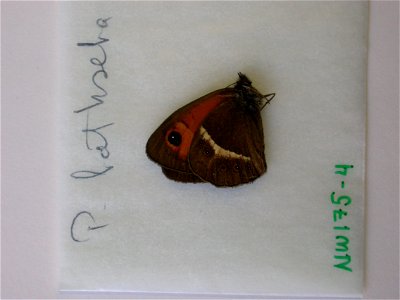 <a href="http://nymphalidae.utu.fi/story.php?code=NW175-4" rel="nofollow">see in our database</a>