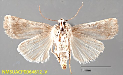 New Mexico State Collection of Arthropods Catalog #: NMSUACP0064612 Taxon: Agrotis orthogonia Morrison Family: Noctuidae Determiner: G. Forbes Collector: G. Nielson Date: 1958-09-01 Verbatim Date: 9/1 photo