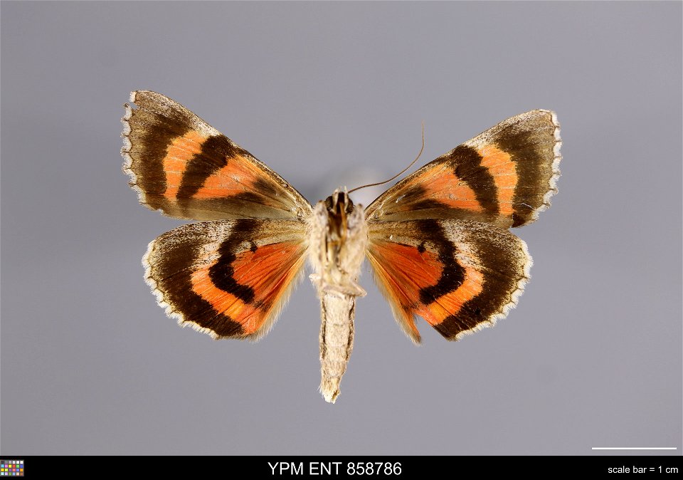 Yale Peabody Museum, Entomology Division
Catalog #: YPM ENT 858786
Taxon: Catocala coccinata Grote (ventral)
Family: Erebidae
Taxon Remarks: Animals and Plants: Invertebrates - Insects
Collector: Will