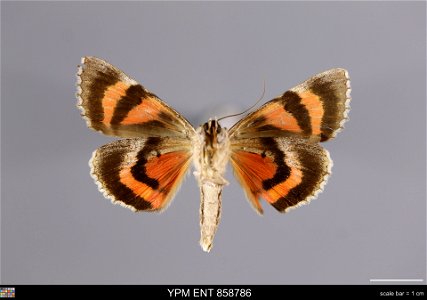 Yale Peabody Museum, Entomology Division Catalog #: YPM ENT 858786 Taxon: Catocala coccinata Grote (ventral) Family: Erebidae Taxon Remarks: Animals and Plants: Invertebrates - Insects Collector: Will photo