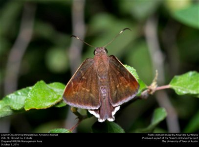 USA, TX, Dimmit Co.: Cotulla Chaparral Wildlife Management Area 5-x-2016 photo