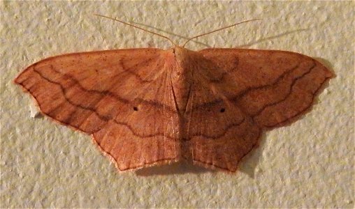 Small Blood-vein moth photo