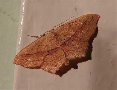 Small Blood-vein moth photo