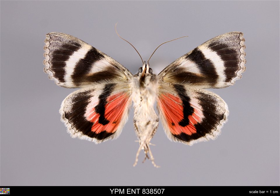 Yale Peabody Museum, Entomology Division
Catalog #: YPM ENT 838507
Taxon: Catocala optima Stdgr. (ventral)
Family: Erebidae
Taxon Remarks: Animals and Plants: Invertebrates - Insects
Collector: Sergei