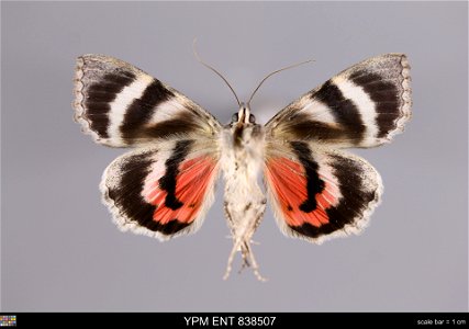 Yale Peabody Museum, Entomology Division
Catalog #: YPM ENT 838507
Taxon: Catocala optima Stdgr. (ventral)
Family: Erebidae
Taxon Remarks: Animals and Plants: Invertebrates - Insects
Collector: Sergei
