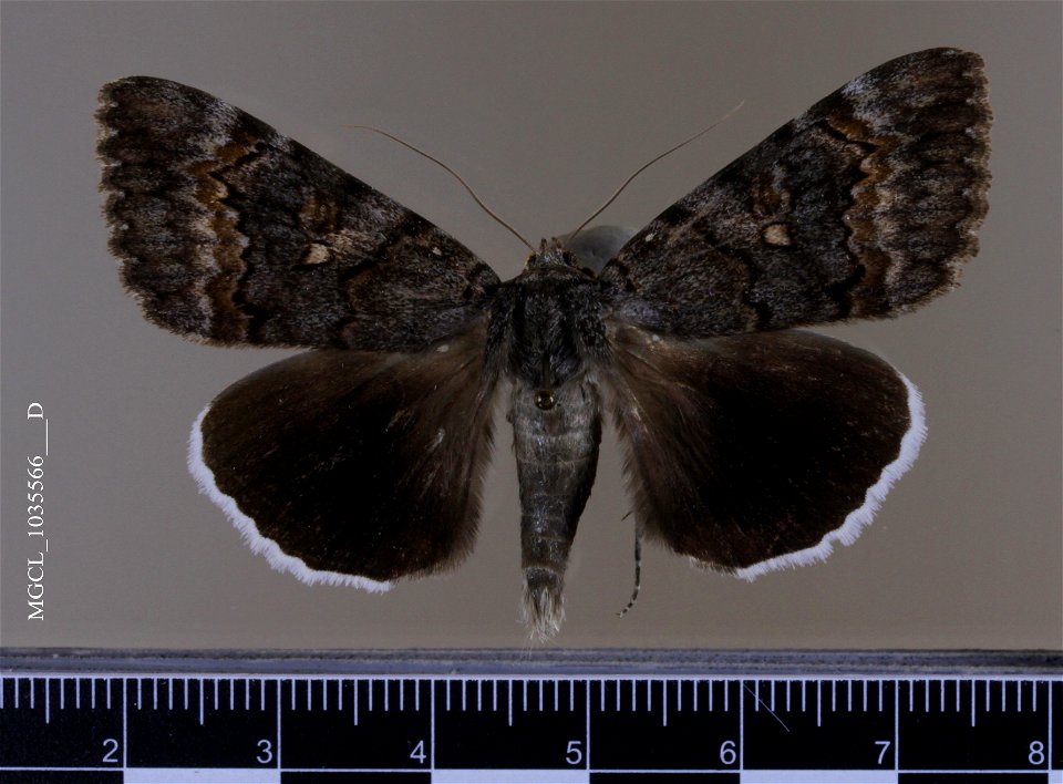 Florida Museum of Natural History, McGuire Center for Lepidoptera and Biodiversity
Catalog #: MGCL_1035566
Taxon: Catocala epione (Drury, 1773) (dorsal)
Family: Erebidae
Collector: Dykstra, J S
Date: 
