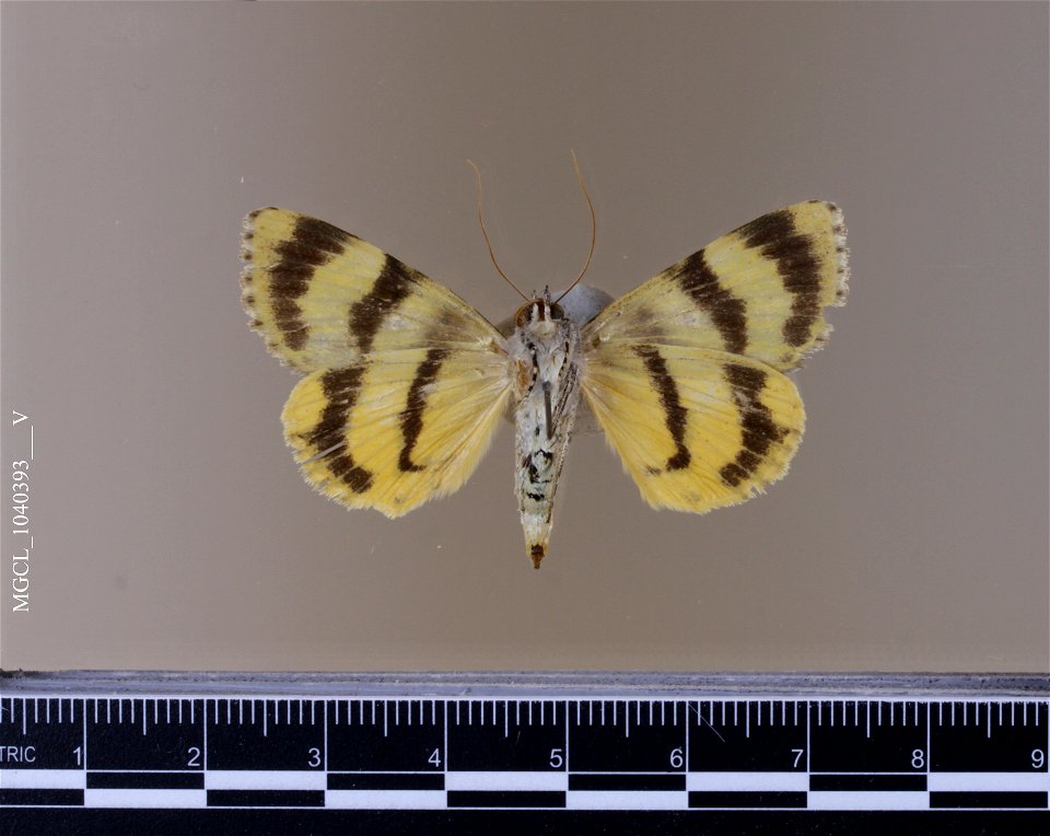 Florida Museum of Natural History, McGuire Center for Lepidoptera and Biodiversity
Catalog #: MGCL_1040393
Taxon: Catocala caesia Hawks, 2010 (ventral)

Family: Erebidae