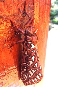 Silverspotted Ghost (Leto venus)