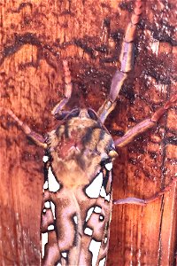 Silverspotted Ghost (Leto venus)