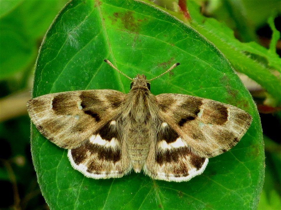 African Mallow Skipper_Gomalia elma