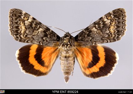 Yale Peabody Museum, Entomology Division Catalog #: YPM ENT 859224 Taxon: Catocala briseis Edw. (dorsal) Family: Erebidae Taxon Remarks: Animals and Plants: Invertebrates - Insects Collector: Dale F. photo