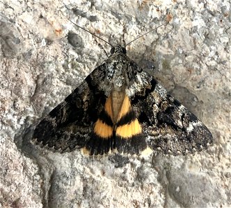 Oak Yellow Underwing (Catocala nymphagoga)