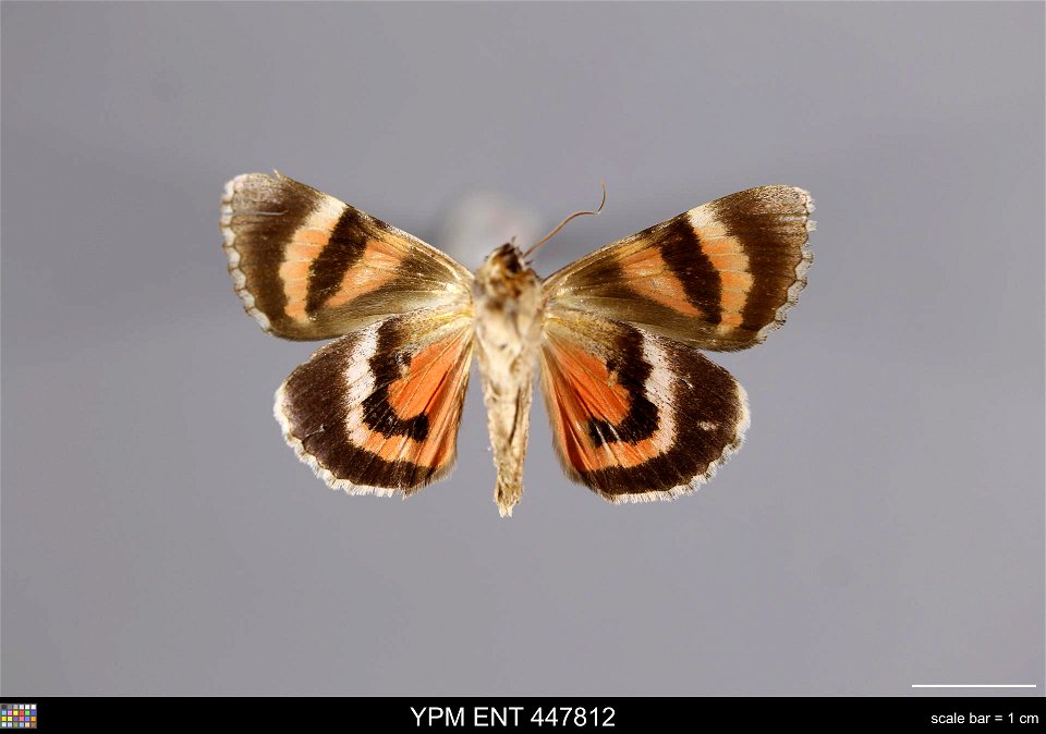 Yale Peabody Museum, Entomology Division Catalog #: YPM ENT 447812 Taxon: Catocala violenta Hy. Edw. (ventral) Family: Erebidae Taxon Remarks: Animals and Plants: Invertebrates - Insects Collector: Sa photo